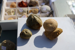 XIV Mesa de Intercambio de Minerales y Fósiles de Alicante