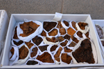 XIV Mesa de Intercambio de Minerales y Fósiles de Alicante
