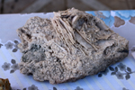 XIV Mesa de Intercambio de Minerales y Fósiles de Alicante