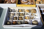 XIV Mesa de Intercambio de Minerales y Fósiles de Alicante