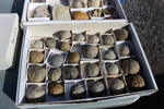 XIV Mesa de Intercambio de Minerales y Fósiles de Alicante