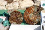 XIV Mesa de Intercambio de Minerales y Fósiles de Alicante