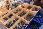 XIV Mesa de Intercambio de Minerales y Fósiles de Alicante